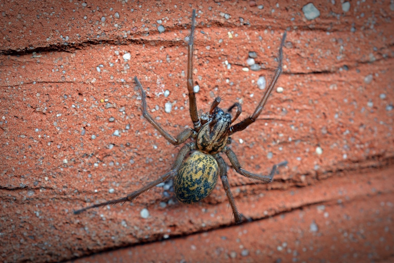 Removing Insects from Your Etobicoke Home